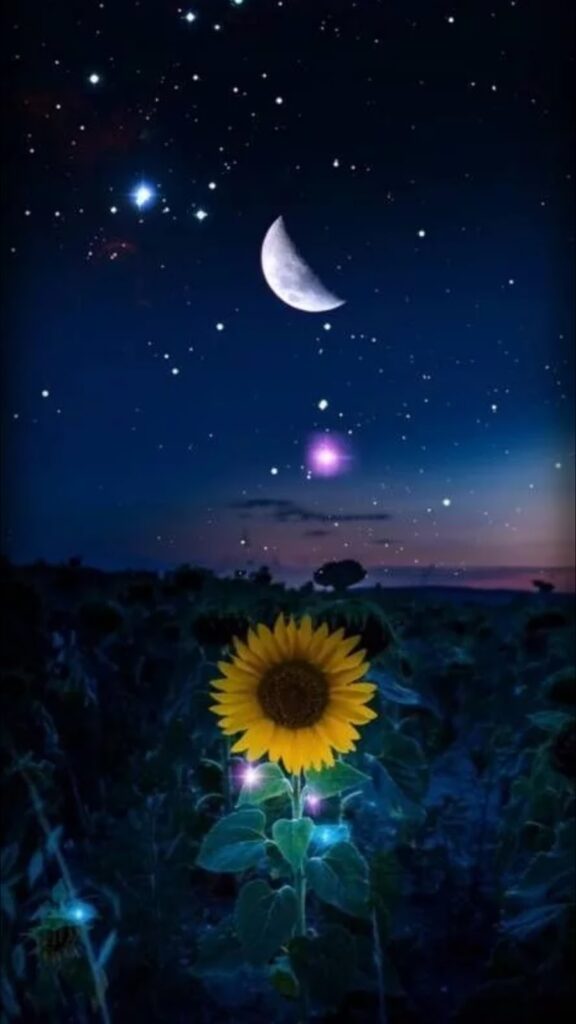 A beautiful picture depicting a starry night with a bright shining half moon and a sun flower blooming in a field.